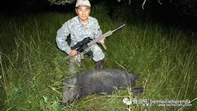 怎样夜猎竹鸡群_夜猎_夏天弹弓夜猎斑鸠视频