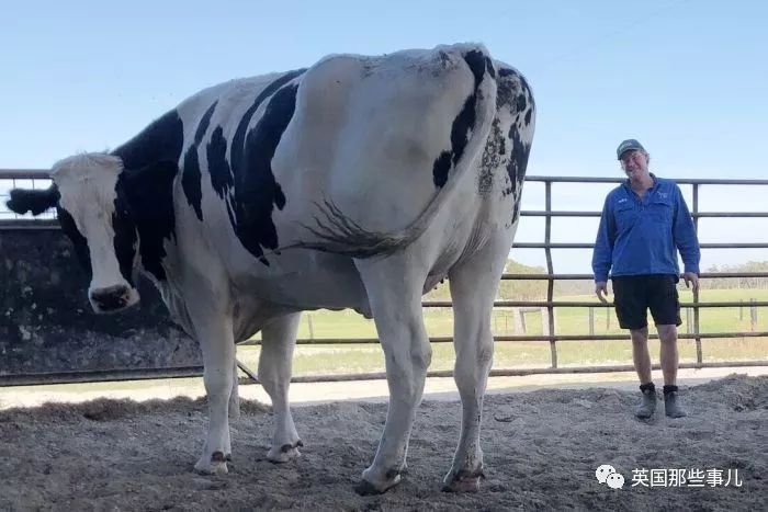 等于牛奶_1吨等于多少牛_等于牛肉