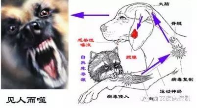 狂犬旁_狂犬旁_狂犬旁