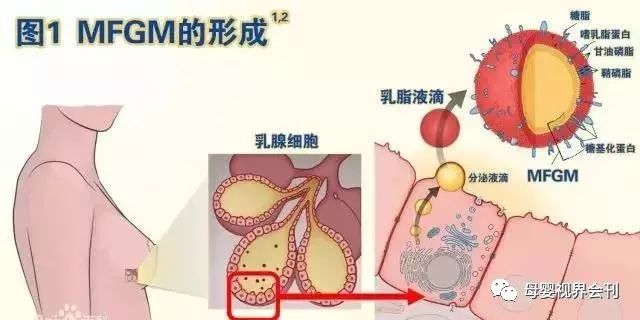 细胞膜有几层膜_细胞膜内层_细胞膜里面是什么