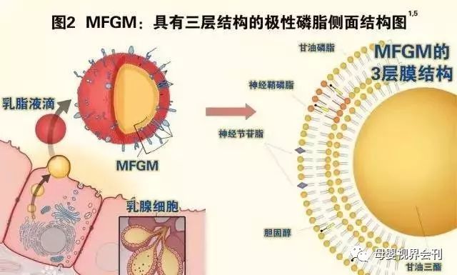 细胞膜有几层膜_细胞膜内层_细胞膜里面是什么