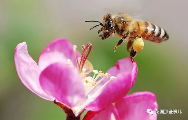 蜜蜂脚有花粉是什么意思_蜜蜂有几只脚_蜜蜂脚有几只