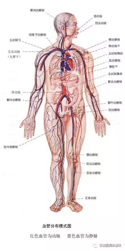 动脉大出血能活多久_动脉大出血怎么抢救_大动脉在哪