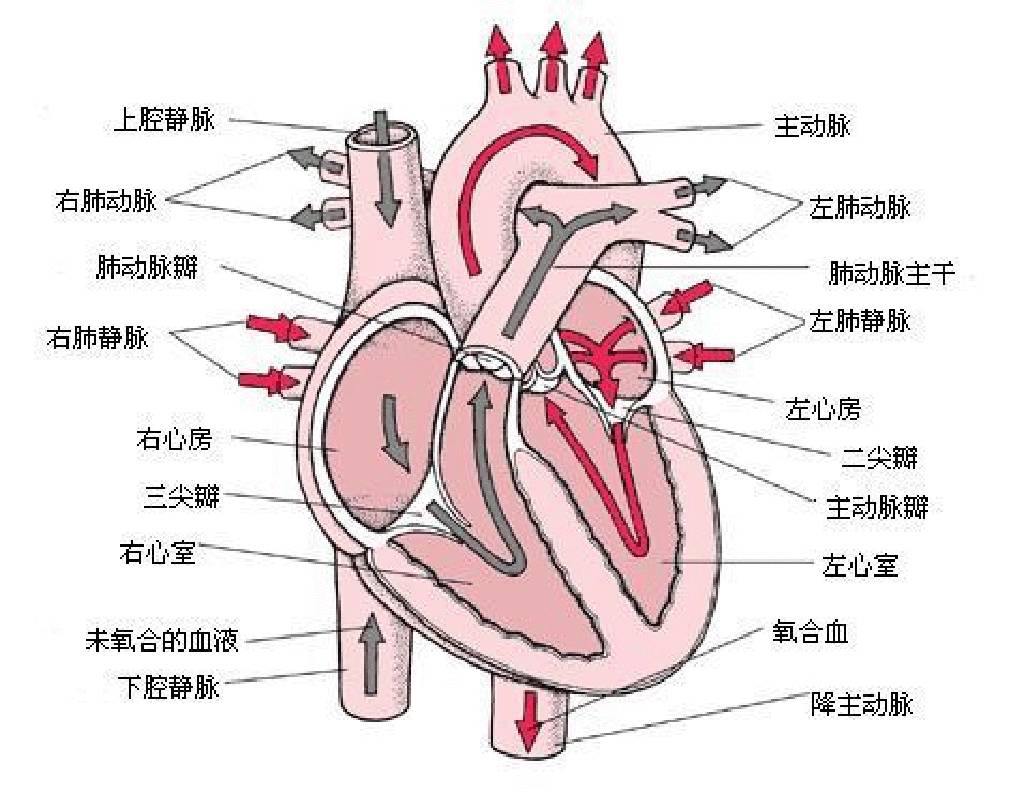 动脉大出血怎么抢救_大动脉在哪_动脉大出血能活多久