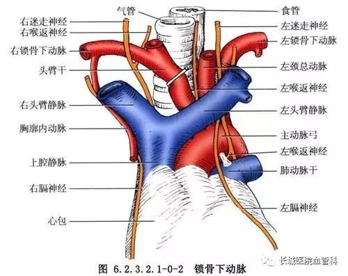 动脉大出血能活多久_大动脉在哪_动脉大出血怎么抢救