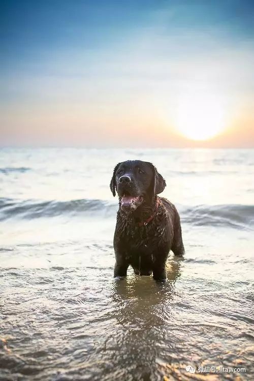 寻回犬_寻回犬_寻回犬