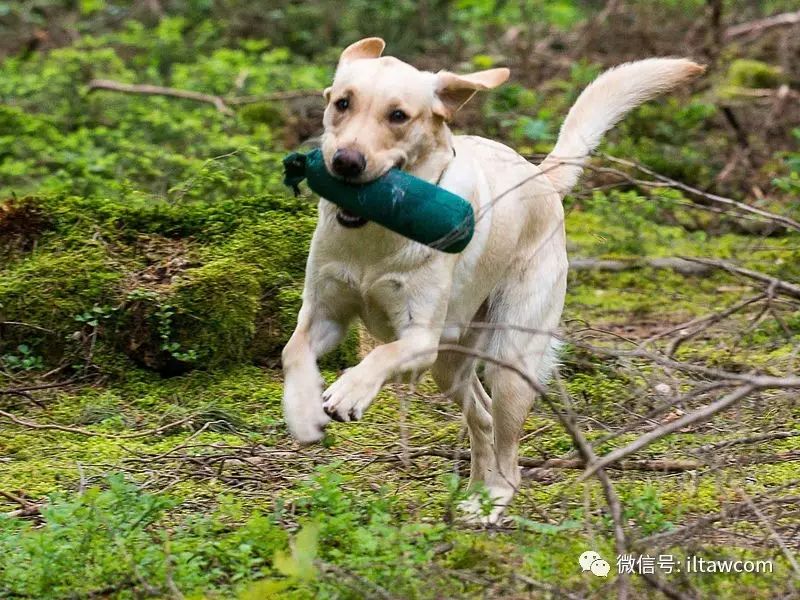 寻回犬_寻回犬_寻回犬