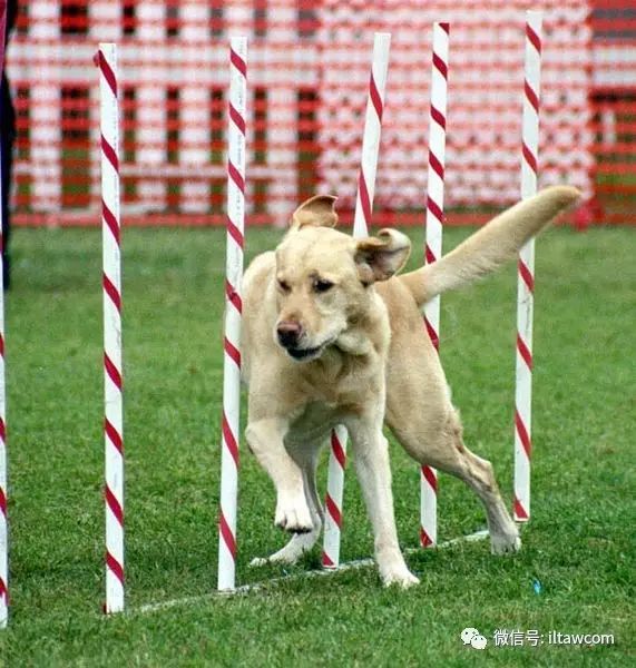 寻回犬_寻回犬_寻回犬