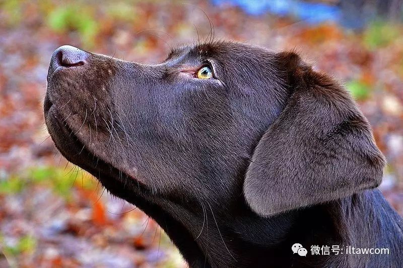 寻回犬_寻回犬_寻回犬