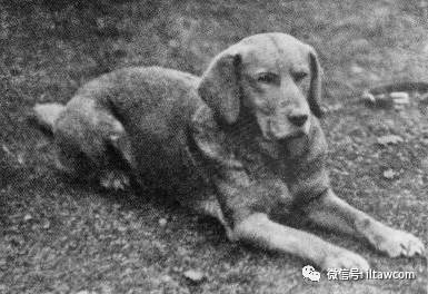 寻回犬_寻回犬_寻回犬