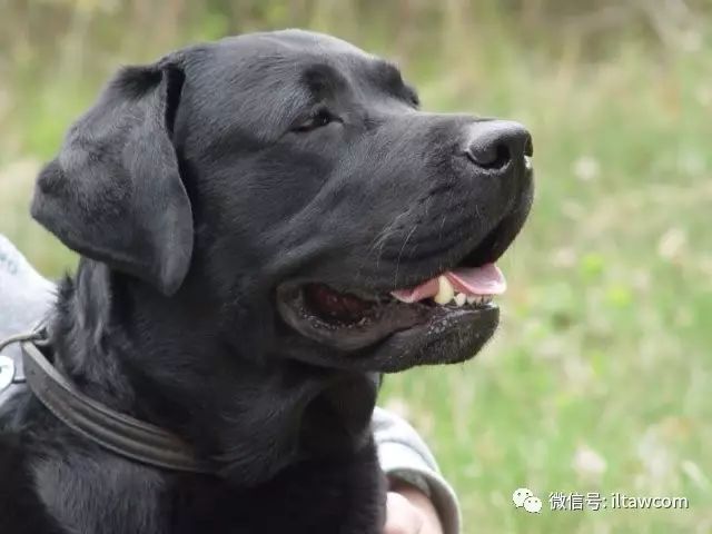 寻回犬_寻回犬_寻回犬