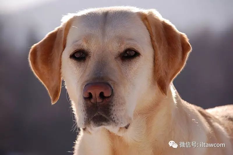 寻回犬_寻回犬_寻回犬