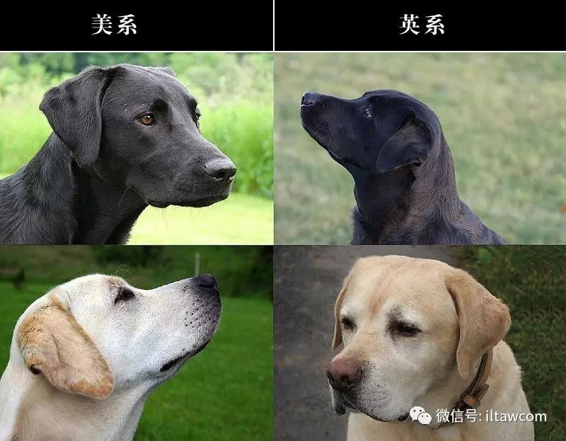 寻回犬_寻回犬_寻回犬