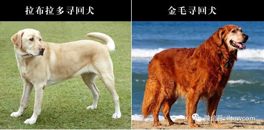 寻回犬_寻回犬_寻回犬