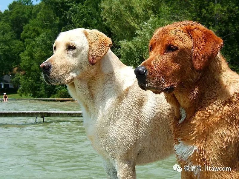 寻回犬_寻回犬_寻回犬