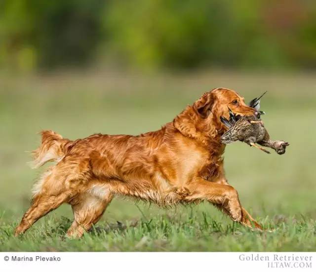 寻回犬_寻回犬_寻回犬