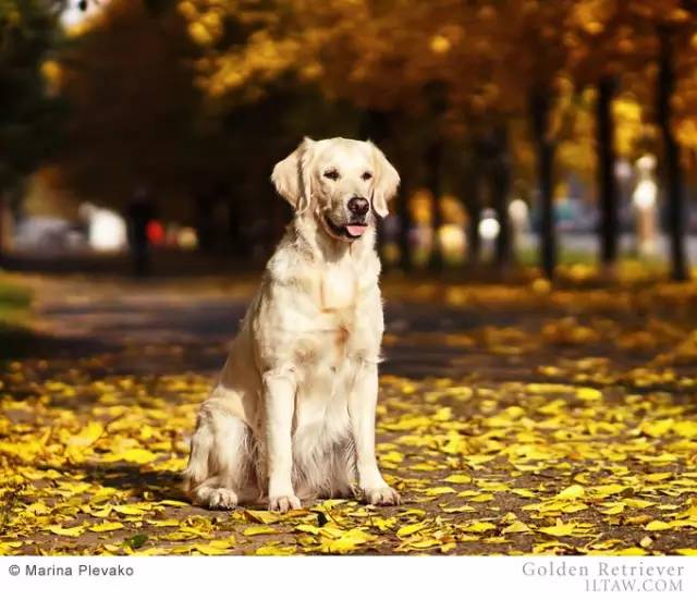 寻回犬_寻回犬_寻回犬