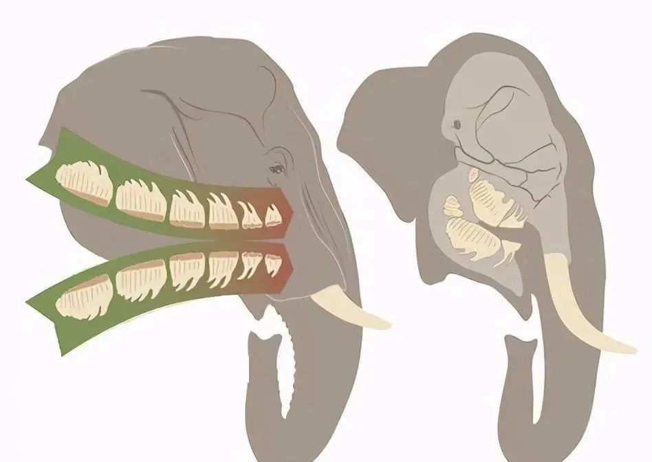 大象的牙齿像什么_大象牙齿像什么答案_大象牙齿像什么写比喻句