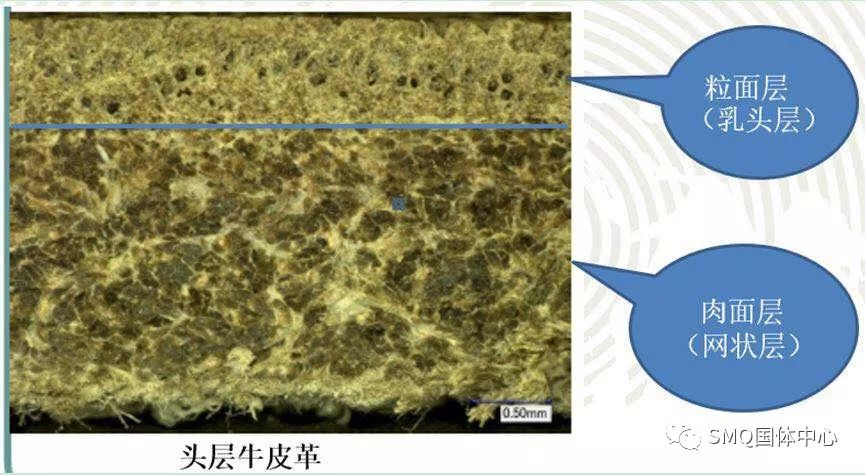 牛剖层皮革是真皮吗_牛皮革牛剖层皮革区别_牛皮革牛剖层皮革